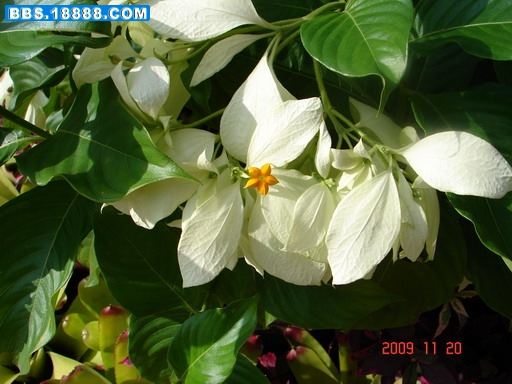DSC03149_缩小大小.JPG