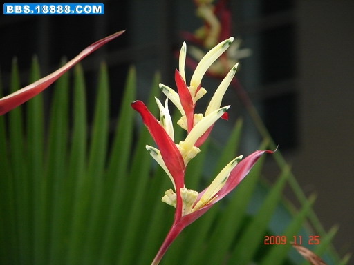 DSC03777_缩小大小.JPG