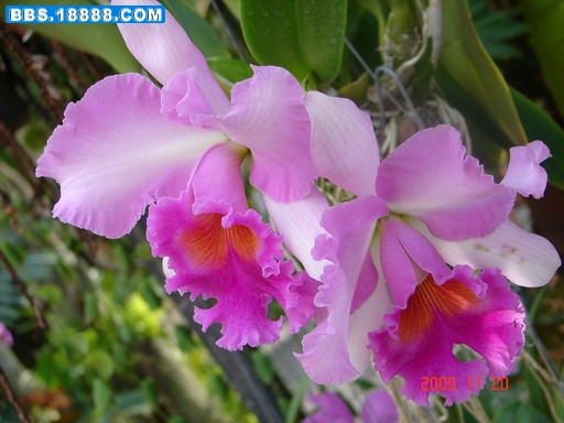 DSC03162_缩小大小.JPG