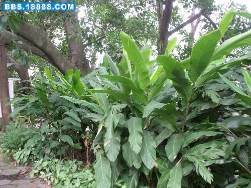 DSCF2966.JPG