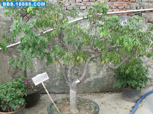 DSCF3030.JPG
