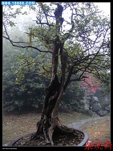 8盆.jpg