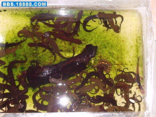 DSCF2664.JPG