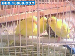 IMG0123A.jpg