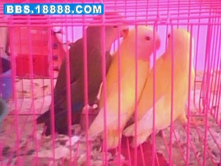 IMG0126A.jpg