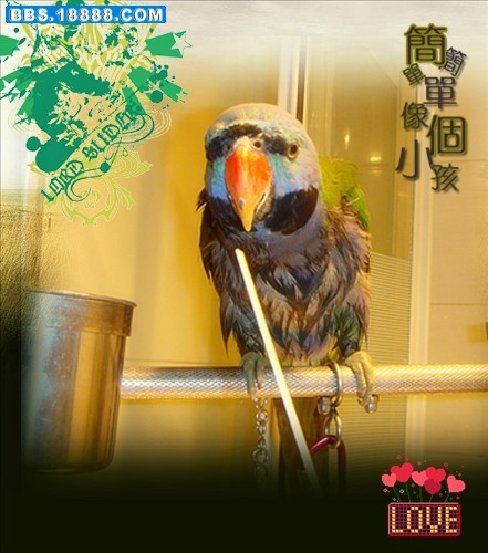 丢宝1.jpg