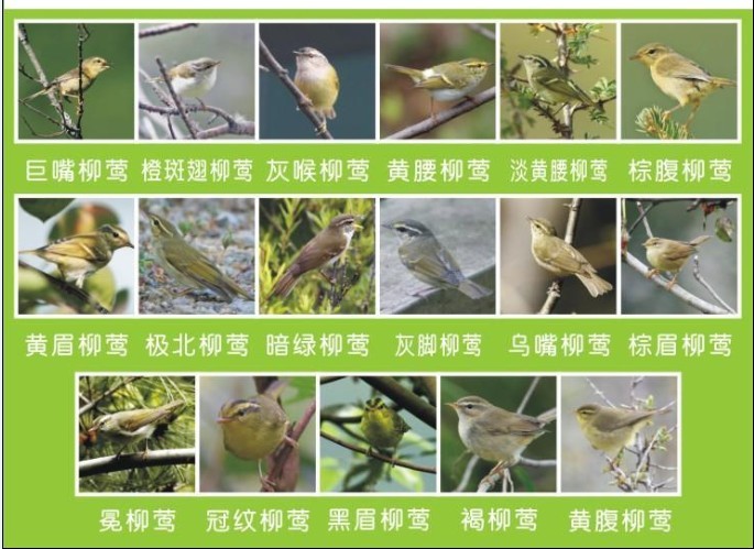 柳莺1.jpg