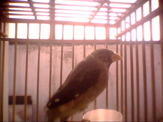 IMG0351A.jpg
