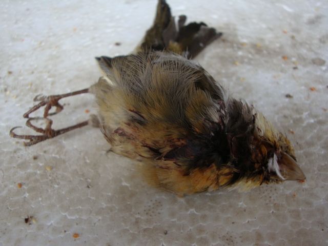 DSC01139.jpg