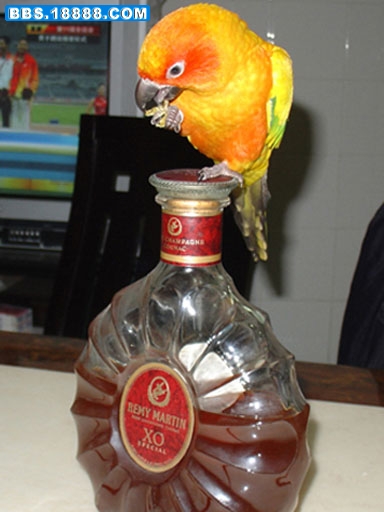DSC04208.jpg