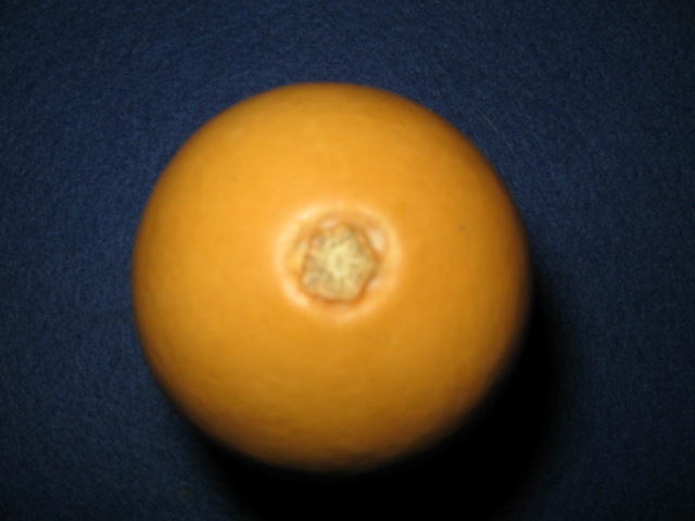IMG_6450.JPG