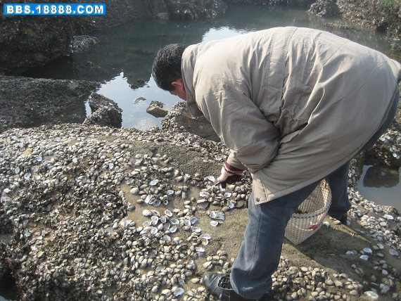 091201赶海 020.jpg