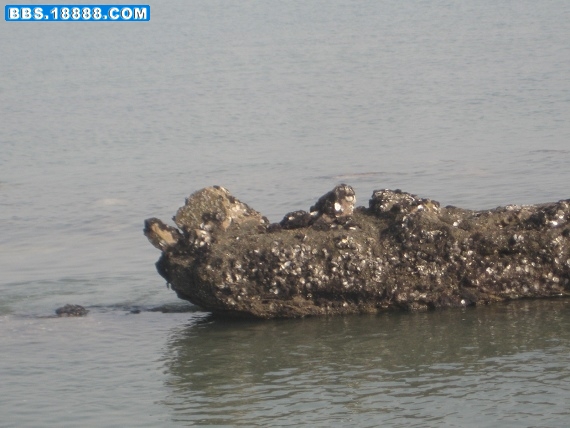 091201赶海 025.jpg