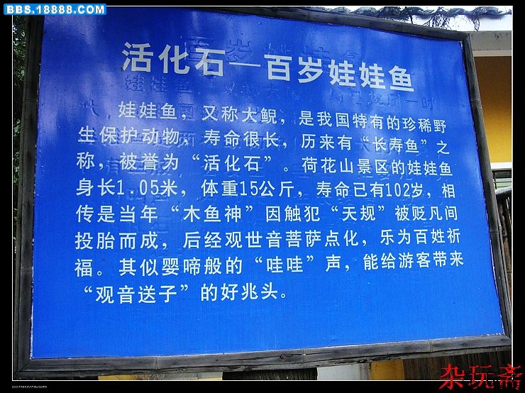 蛙鱼1.jpg