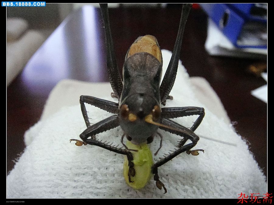 喂食1.jpg