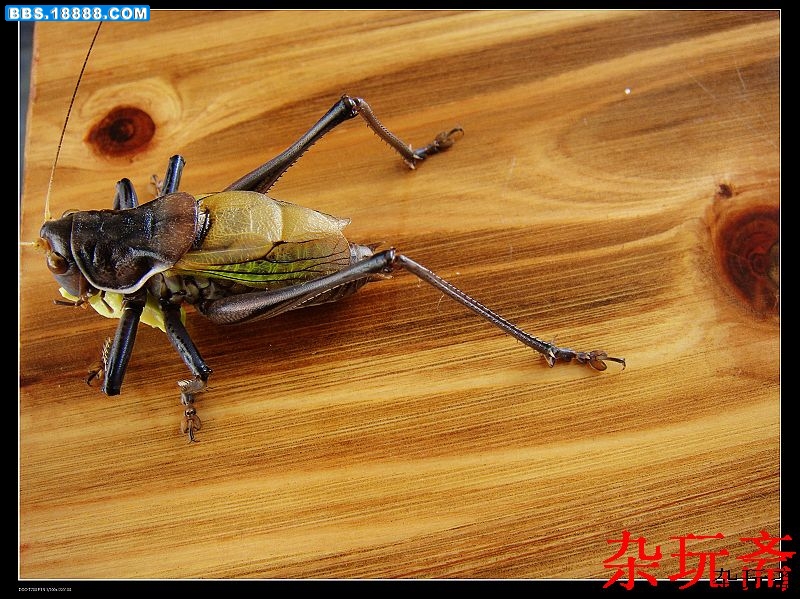 虫1.jpg