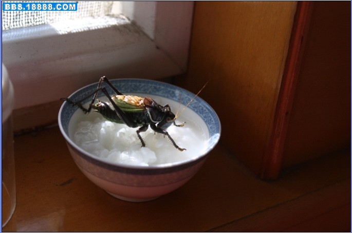 蝈蝈掉在米缸里.jpg