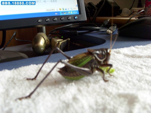 SI850523.jpg