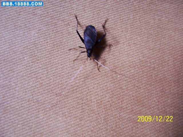 100_2439.JPG
