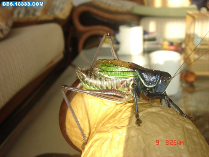 DSC02894.JPG