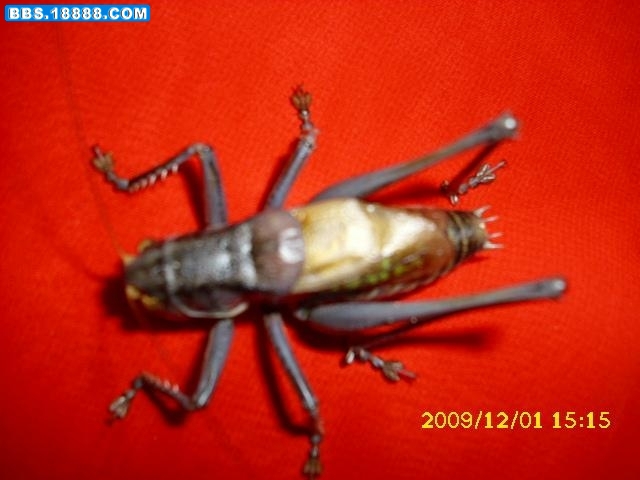 60_246549_57dcd1e038fc403.jpg
