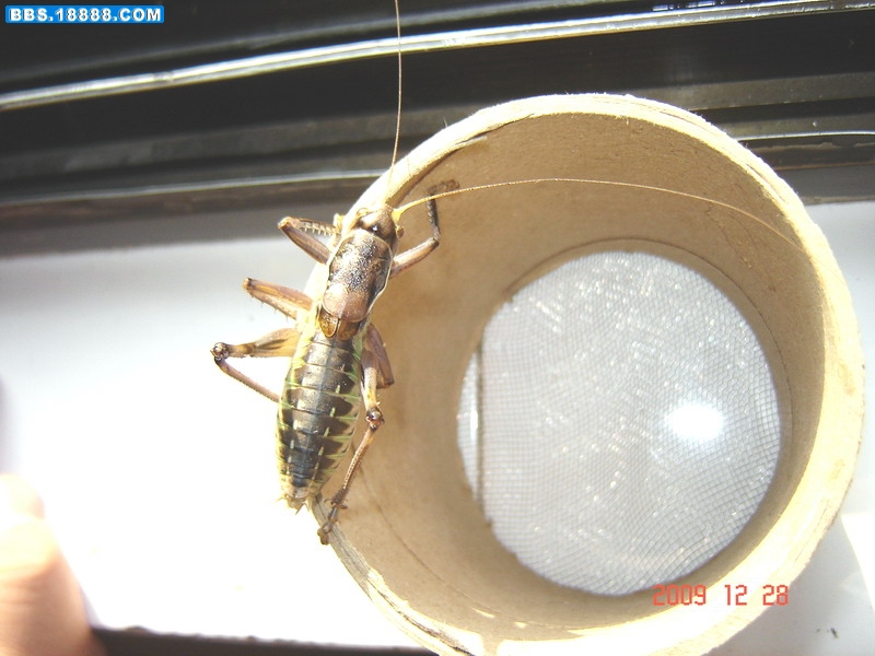 自份蝈蝈秧子5.jpg