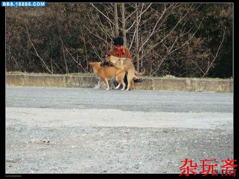 玩狗4.jpg