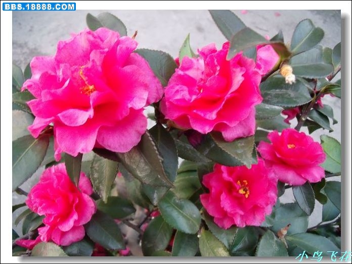 DSCF3632.jpg