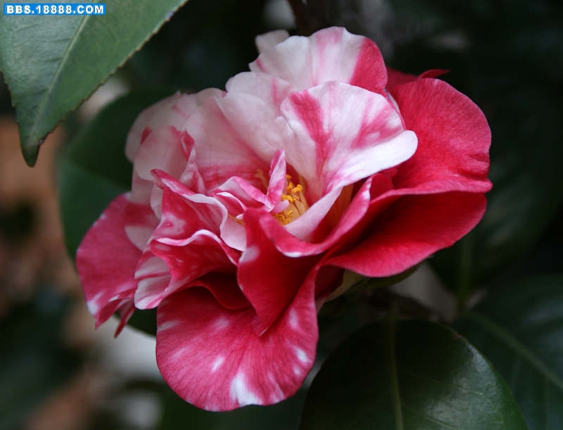 花露珍-花.jpg