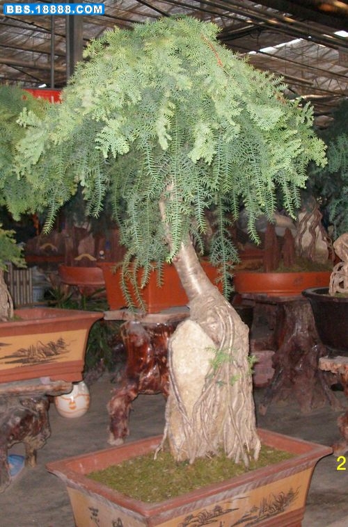 19.JPG