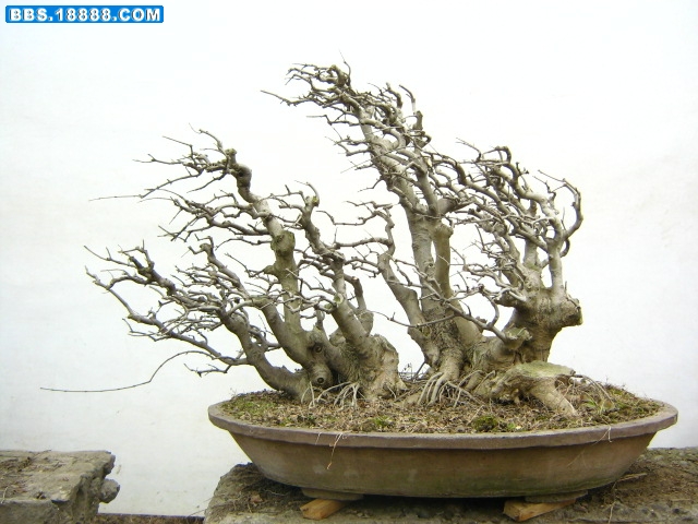 元旦节拍摄的腊梅和盆景照片 001.jpg