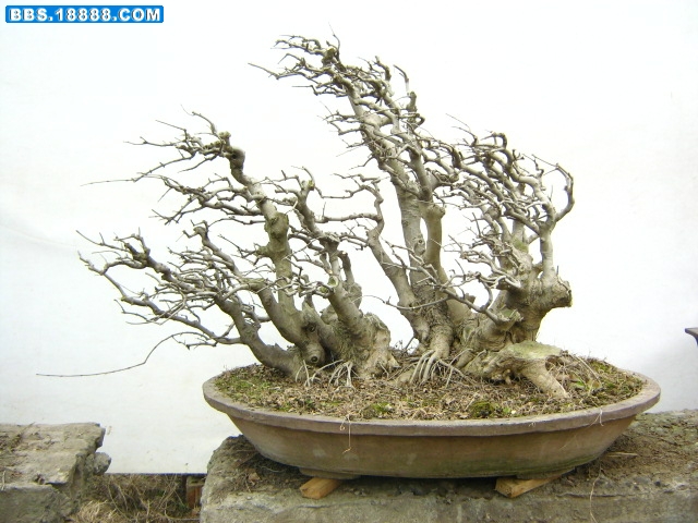 元旦节拍摄的腊梅和盆景照片 006.jpg