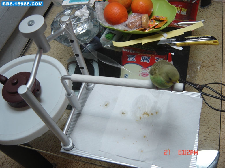 DSC08698.JPG