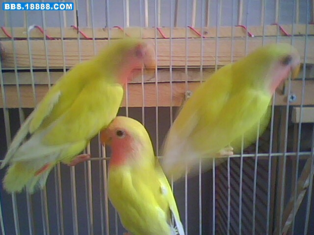 IMG0137A.jpg