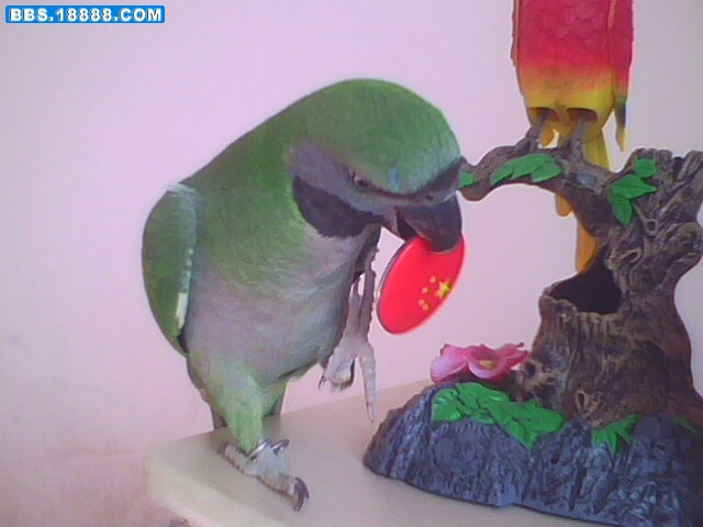IMG3003A.jpg