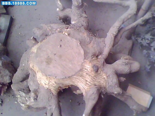 IMG0912A.jpg
