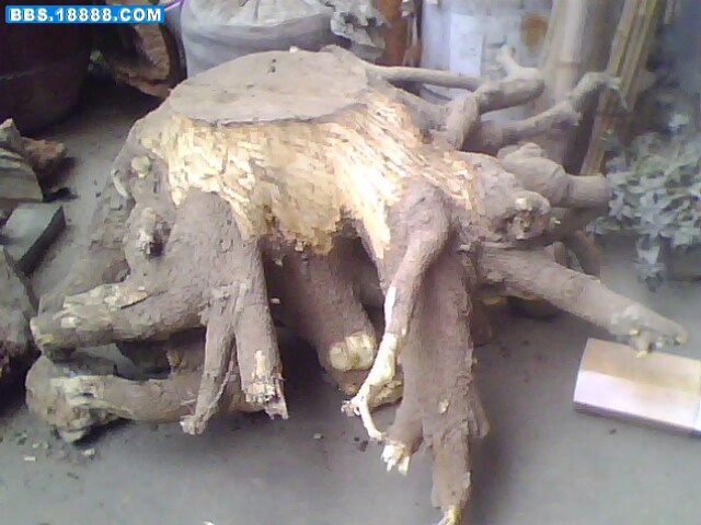 IMG0917A.jpg