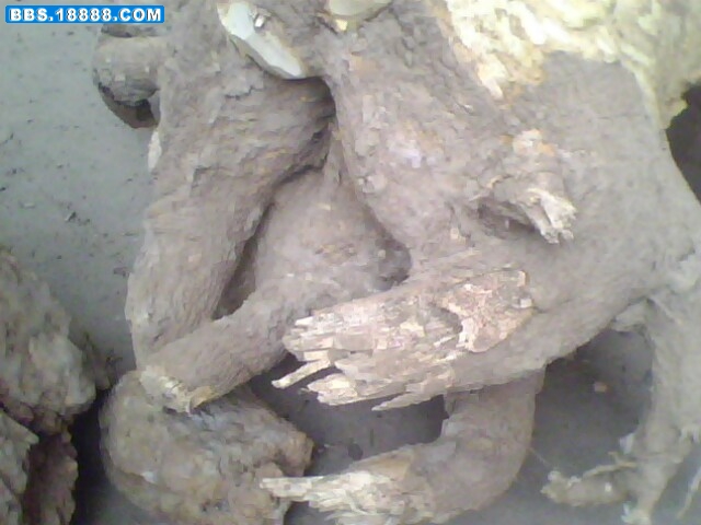 IMG0913A.jpg