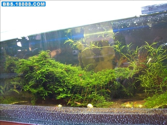 水草3副本.jpg