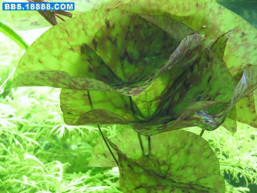 我的草002.jpg