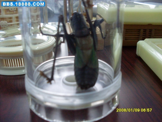 SDC12201.jpg