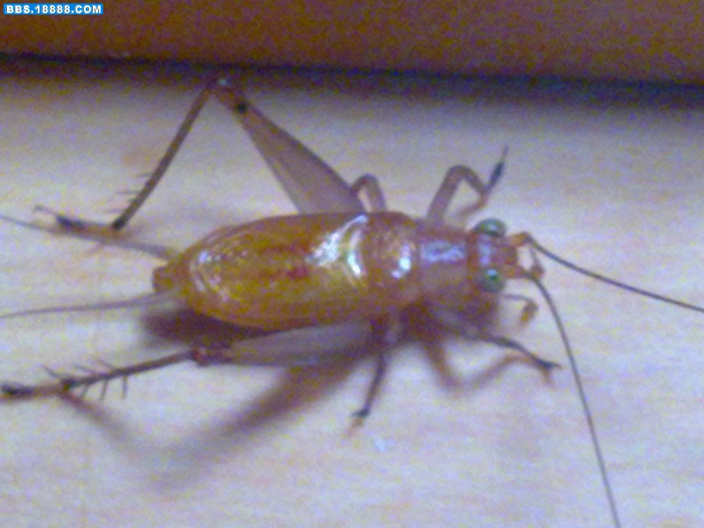 20100130776.jpg