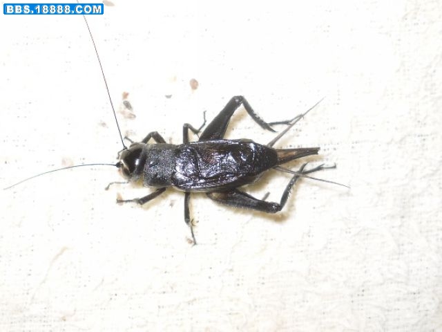 SDC10439.JPG