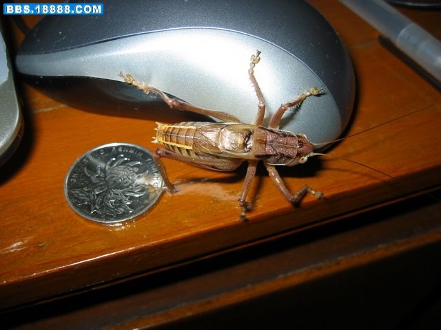 IMG_0295_调整大小.JPG