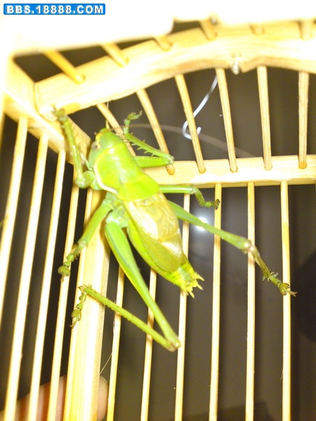 DSC00609.JPG