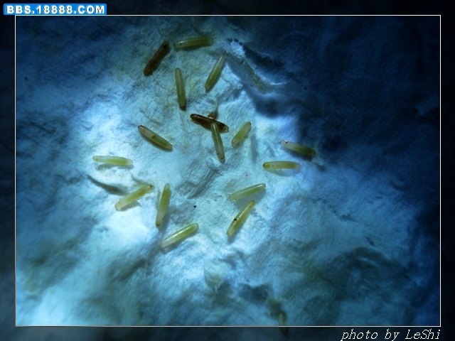 DSC09787.JPG