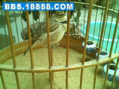 IMG0026A.jpg