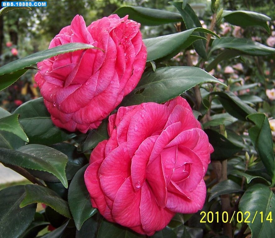 2010.02.14情人节上的茶花.jpg