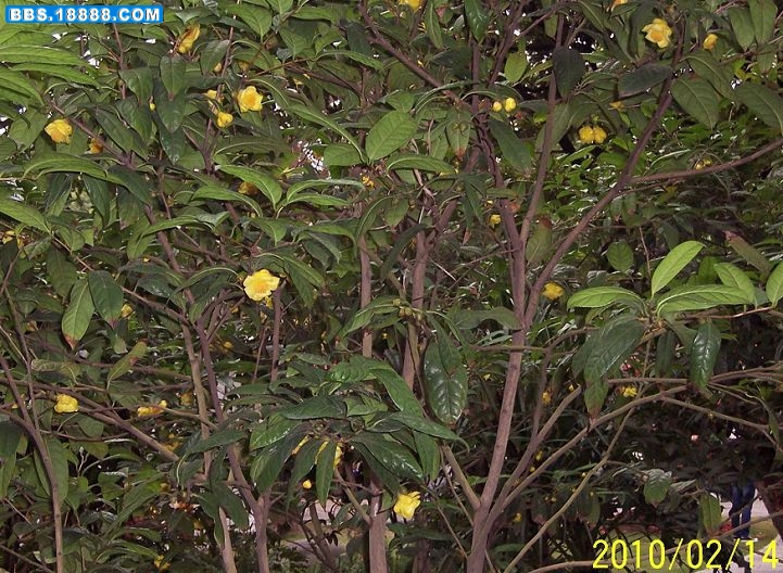 2010.02.14 大年初一南宁的金花茶.jpg