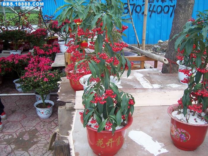100_5228.JPG